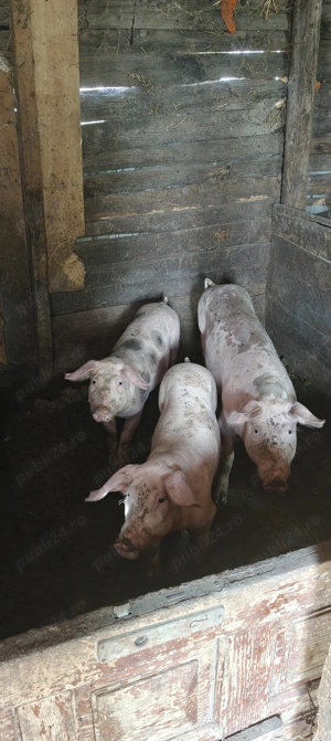 Porci de vanzare - imagine 5 Porci de vanzare - imagine 5