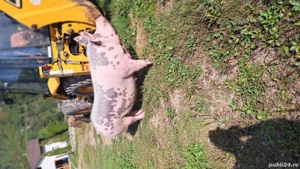 vand porc(Scroafa)