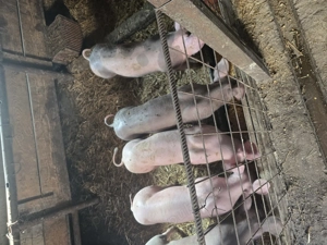 Vând purcei rasa pietran  - imagine 3