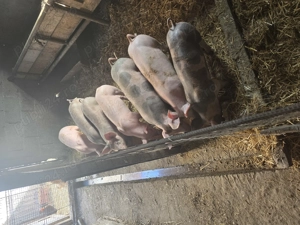 Vând purcei rasa pietran  - imagine 2