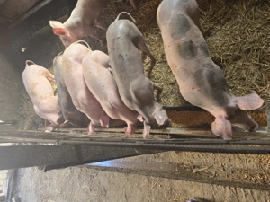 Vând purcei rasa pietran  - imagine 4