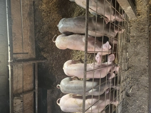 Vând purcei rasa pietran  - imagine 5