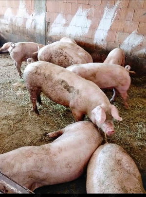 Vand porci 80 kg - 150 kg , 13 lei kg 