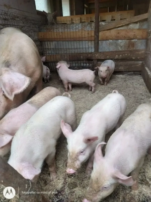 Vând purcei foarte frumoși