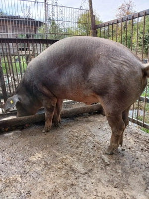 Vând porc duroc greutate aproximativ 260 kg - imagine 2