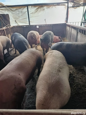 porci de vânzare 