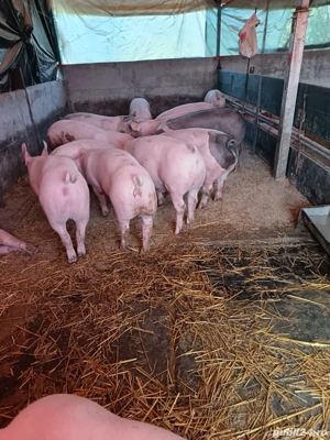 porci de vânzare  - imagine 4