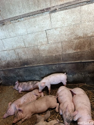 porci de vânzare  - imagine 5