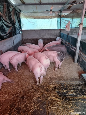 porci de vânzare  - imagine 3