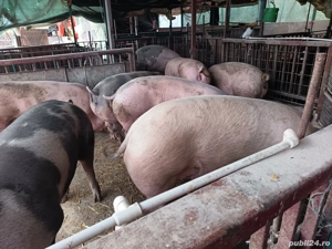 porci de vânzare  - imagine 2