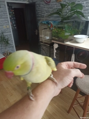 de vanzare - imagine 2 de vanzare - imagine 2