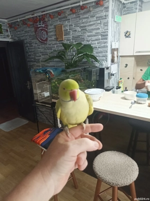 de vanzare - imagine 5 de vanzare - imagine 5