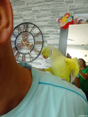 de vanzare - imagine 3 de vanzare - imagine 3