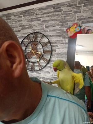 de vanzare - imagine 4 de vanzare - imagine 4