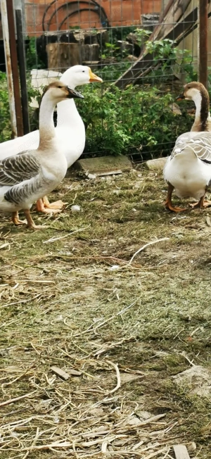 Vand Gâște  - imagine 2