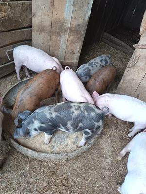 Purceii Petran  - imagine 2 Purceii Petran  - imagine 2