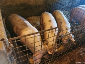Porci grași de vânzare crescuți bio în gospodărie cu cereale  - imagine 2