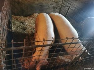 Porci grași de vânzare crescuți bio în gospodărie cu cereale 