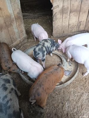 Purceii Petran  - imagine 3 Purceii Petran  - imagine 3