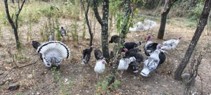 Pui de curcă - imagine 3