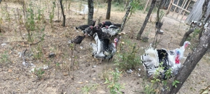 Pui de curcă - imagine 4