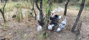 Pui de curcă - imagine 2