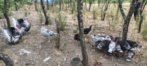 Pui de curcă - imagine 5