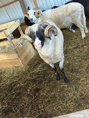 Vand berbec brez - imagine 2 Vand berbec brez - imagine 2