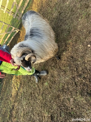 Vand berbec brez - imagine 3 Vand berbec brez - imagine 3