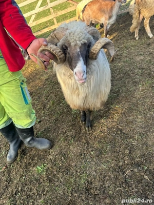 Vand berbec brez - imagine 4 Vand berbec brez - imagine 4