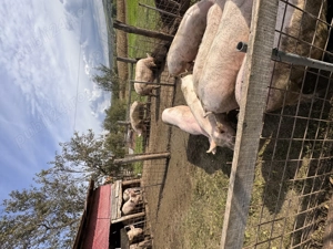 Se vând porci grași 