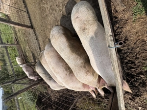 Se vând porci grași  - imagine 4