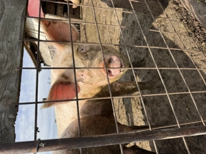 Se vând porci grași  - imagine 3