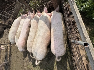 Se vând porci grași  - imagine 2