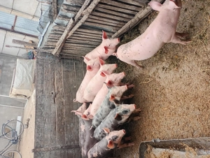 Vând purcei  - imagine 5