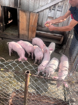 Vând 5 purcei  - imagine 2