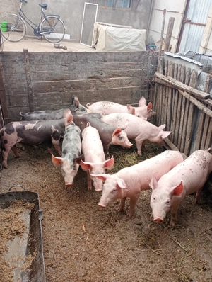 Vând purcei,, pentru mai multe detalii sunați la numărul afișat, - imagine 3