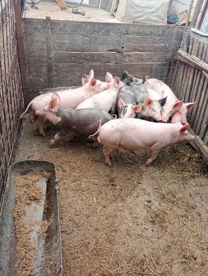 Vând purcei  - imagine 2