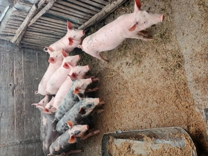 Vând purcei  - imagine 3