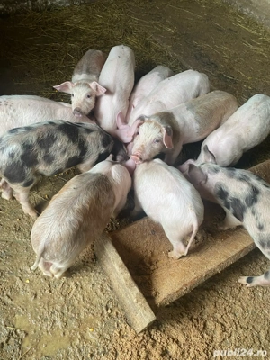 vand purcei - imagine 3