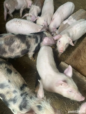 vand purcei - imagine 2