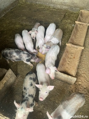 vand purcei - imagine 4