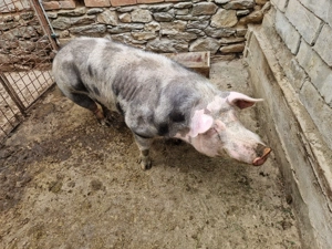 Vier petrean activ  3 ani  - imagine 3 Vier petrean activ  3 ani  - imagine 3