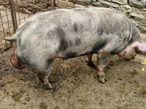 Vier petrean activ  3 ani 