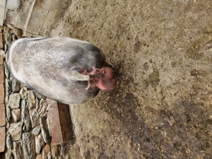 Vier petrean activ  3 ani  - imagine 5 Vier petrean activ  3 ani  - imagine 5