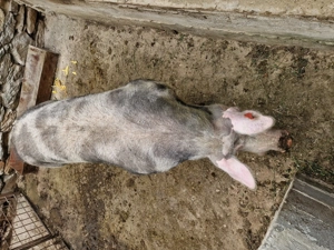 Vier petrean activ  3 ani  - imagine 2 Vier petrean activ  3 ani  - imagine 2