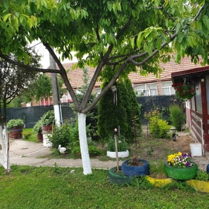 Vind casă în comuna Varias la 40 km de Timișoara  - imagine 7