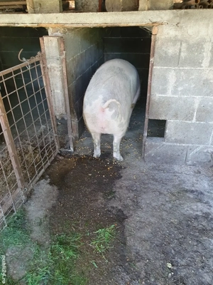 porc de vânzare  - imagine 3 porc de vânzare  - imagine 3