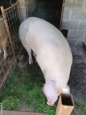 porc de vânzare  - imagine 2 porc de vânzare  - imagine 2