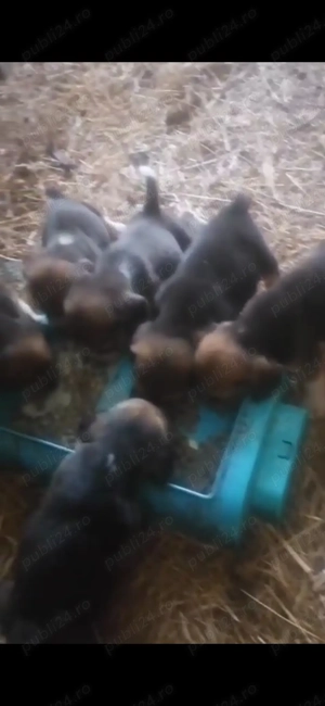 Beagle de vânzare  - imagine 2